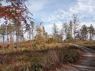 Porost s vysokou trávou, menšími nálety a několika vzrostlými stromy, vpravo štěrková cesta, v horní části modré nebe