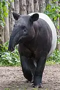 Tapír čabrakový v Zoo Praha