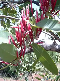 Poloparazitický keř Tapinanthus globiferus