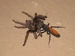 Hrabalka Hemipepsis ustulata zvaná „tarantula hawk“ s paralyzovaným sklípkanem.