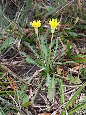 Taraxacum bessarabicum