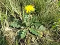 Taraxacum serotinum