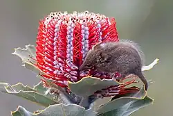 Possum medosavý, malý vačnatec podobný myši, se krmí na velkém červeno-bílém květu banksie