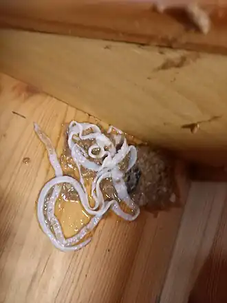 popis obrázku chybí