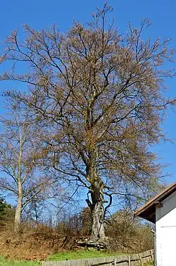 Památný strom Tatrovický buk