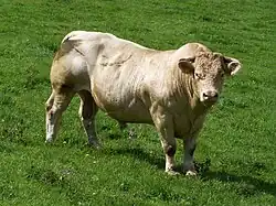 Býk plemene charolais