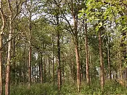 Pohled do vzrostlého řídkého lesa