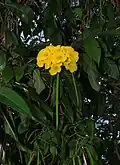 Tecoma castanifolia