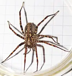 Pokoutník stájový