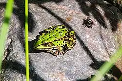 Skokan zelený (Pelophylax esculentus)