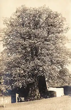 Lukasova zpívající lípa