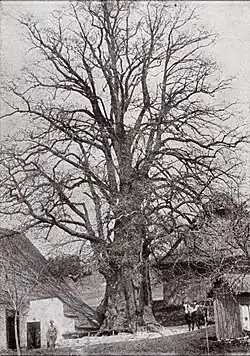 Lukasova zpívající lípa