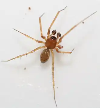 Plachetnatka pozemní (Tenuiphantes cristatus), samec