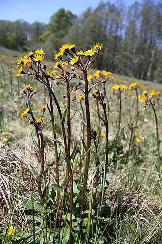 alternativní popis obrázku chybí