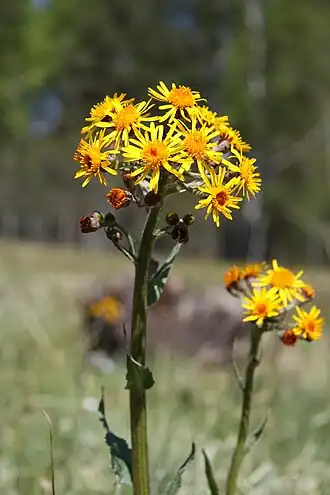 alternativní popis obrázku chybí