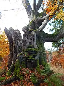 Hraniční buk (Teslíny)