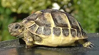 alternativní popis obrázku chybí