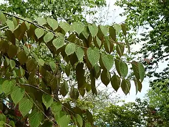 alternativní popis obrázku chybí