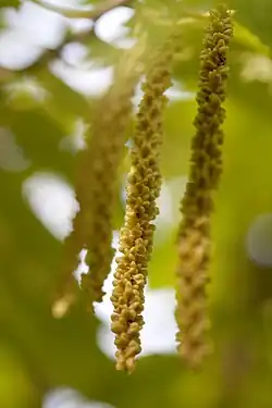 Květenství Tetracentron sinense