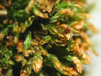 alternativní popis obrázku chybí