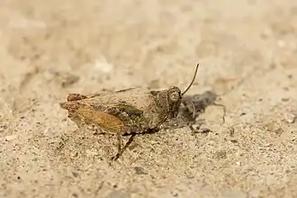 alternativní popis obrázku chybí