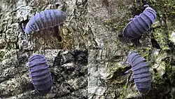 Larvěnka obrovská (Tetrodontophora bielanensis)