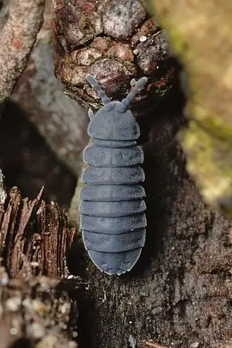 alternativní popis obrázku chybí