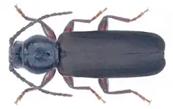 Tesařík modřínový (Tetropium gabrieli)