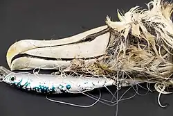 Fotografie lebky se zbytky peří, spolu s rybářským háčkem. Kolem zobáku je viditelný vlasec