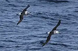 Fotografie dvou albatrosů šedohlavých za letu. Jejich křídla jsou v horizontální poloze, ptáci letí na pozadí modrého oceánu