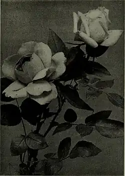 The American annual of photography, 1914