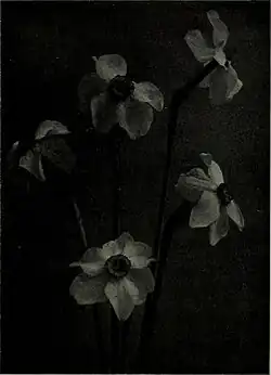 The American annual of photography, 1914