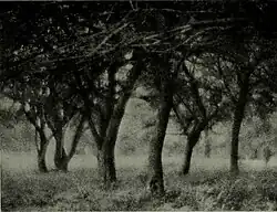 The American annual of photography, 1919