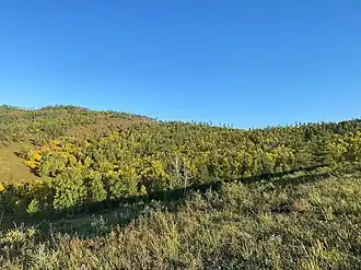 Jehličnatý les v Mongolsku