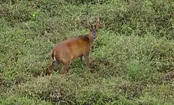 Muntžak sundský, který patřil mezi kořist tygra balijského, stojí v nízkém podrostu hlavou otočený k fotografovi