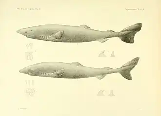 Stará kresba žraloků malohlavých