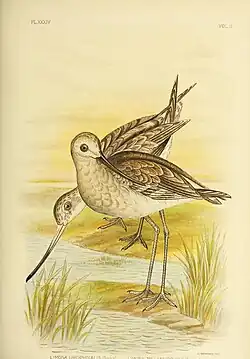 Gracius J. Broinowski, 1890