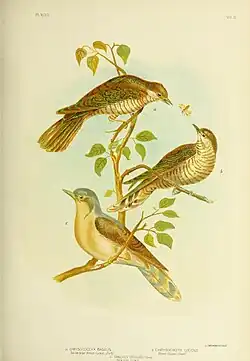 Gracius Broinowski, 1890 (kukačka nádherná je uprostřed)