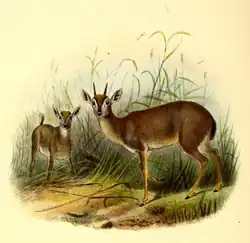 Kresba dvou vedle stojících antilopek ve vegetaci. V popředí samec stojící bokem, v pozadí dopředu stojící samice se zvednutým ocasem.