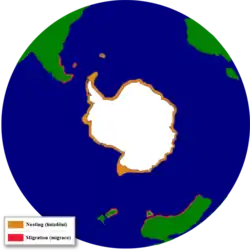 Rozšíření tučňáka kroužkového