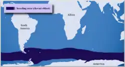 Výskyt tučňáka uzdičkového v období rozmnožování (modře)