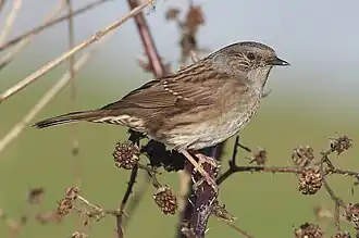 alternativní popis obrázku chybí