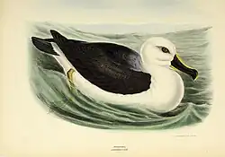 Barevná ilustrace albatrosa šedohlavého na zažloutlém papíře. Albatros sedí na vodě s nohama ponořenýma pod vodou; patrné je bílé břicho a černá záda s černým zbarvením svrchních křídel