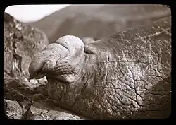 Černobílá fotografie hlavy rypouše sloního s patrným, čenich přečnívajícím chobotem