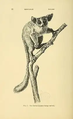 Černobílý obraz komby jižní na kresbě W. L. Sclatera