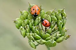 Srovnání slunéčka sedmitečného (vlevo) a slunéčka pětitečného (vpravo)