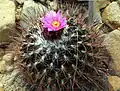 Thelocactus conothelos