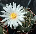 Thelocactus hexaedrophorus