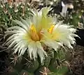 Thelocactus leucacanthus
