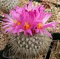 Thelocactus macdowellii
